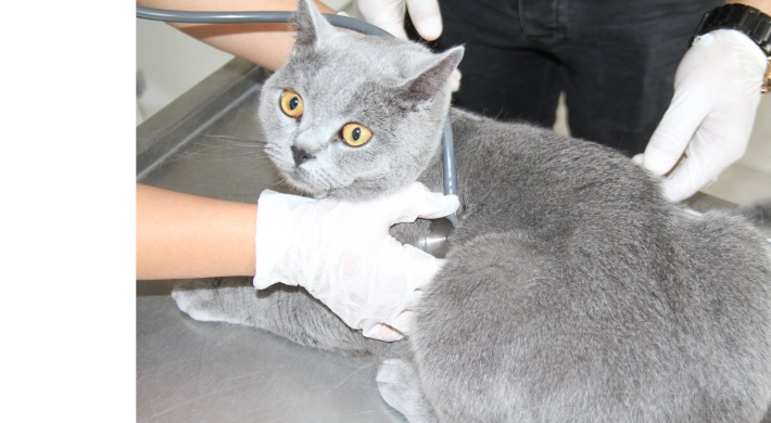 Fırat Üniversitesi Hayvan Hastanesi'nde 5 Ayda 3 Bin Hayvan Tedavi Edildi 