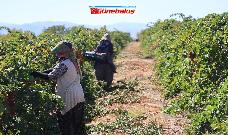 Elazığ Şarap Fabrikası Tekirdağ’a Taşınıyor