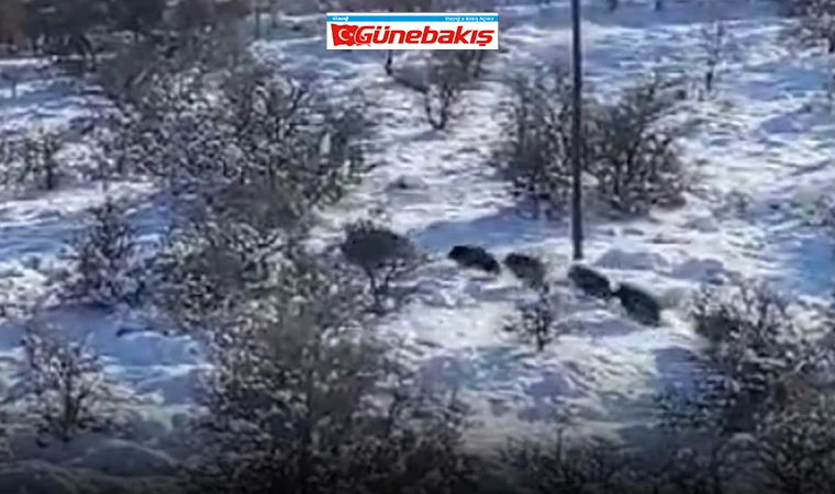 Harput’ta Domuz Sürüsü Görüntülendi