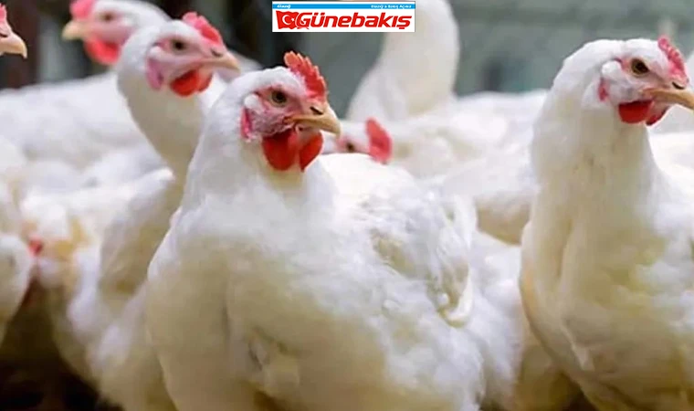 Kuş Gribi Kabusu Geri Döndü!