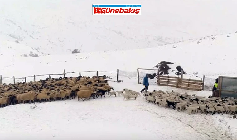 Yılın İlk Kuzuları Dünyaya Geldi