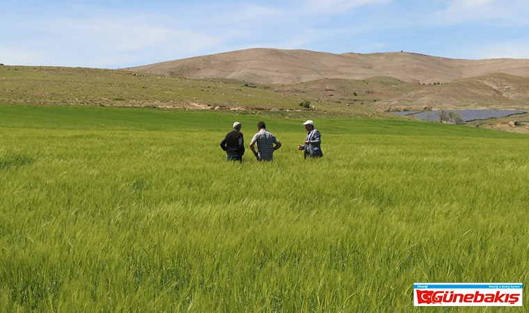 Elazığ’da Süne Sürvey Çalışmaları Başladı