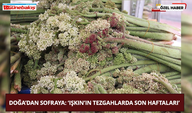 Doğa’dan Sofraya: ‘Işkın’ın Tezgahlarda Son Haftaları’