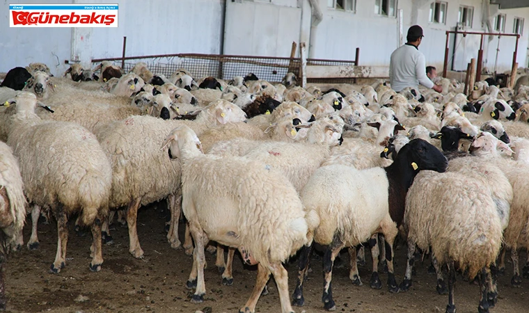 Elazığ’da Küçükbaş Hayvancılık Büyüyor 41 Milyon TL Destek Sağlandı