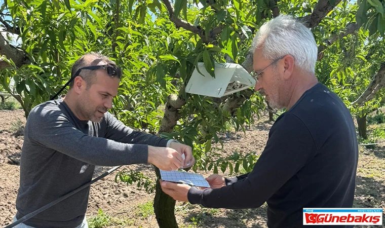 Elazığ’da Şeftali Güvesine Karşı Feromon Tuzaklı Mücadele
