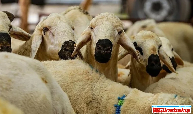 Kurban Bayramı’nda Kurbanlık Fiyatları Rekor Seviyede