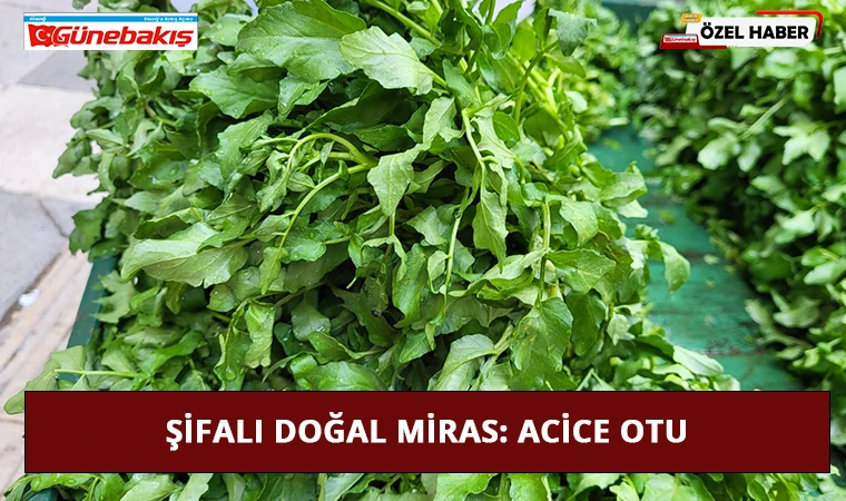 Şifalı Doğal Miras: Acice Otu