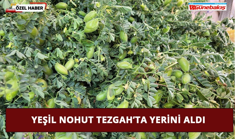 Yeşil Nohut Tezgah’ta Yerini Aldı
