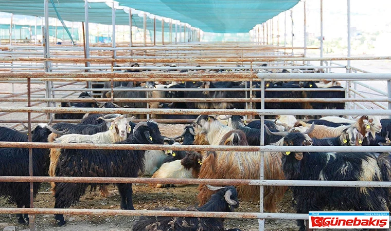 Kurban Satış ve Kesim Alanı Hizmete Hazır