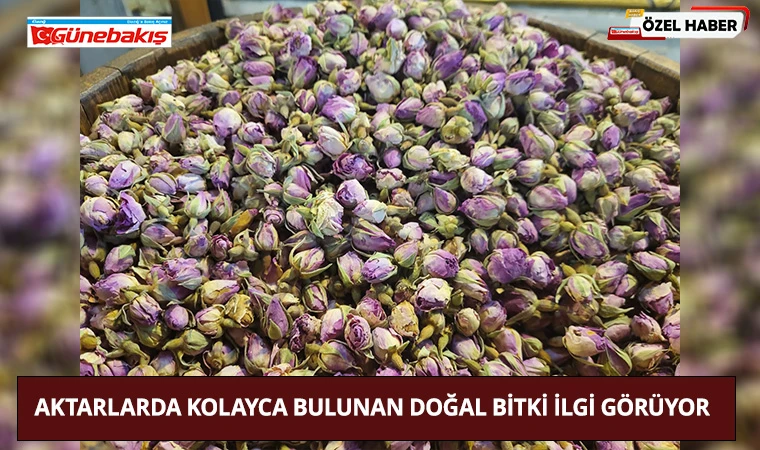 Aktarlarda Kolayca Bulunan Doğal Bitki İlgi Görüyor
