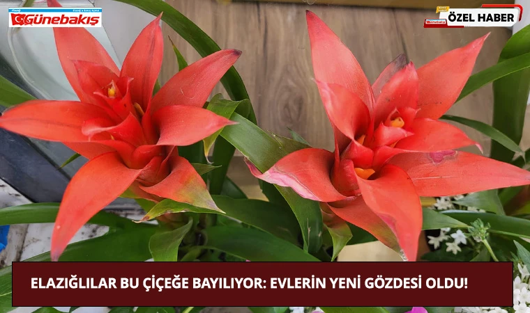 Elazığlılar Bu Çiçeğe Bayılıyor: Evlerin Yeni Gözdesi Oldu!