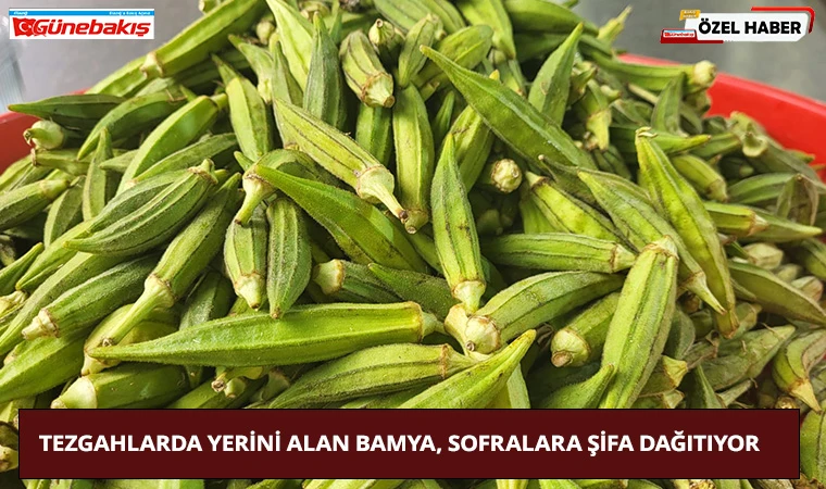 Tezgahlarda Yerini Alan Bamya, Sofralara Şifa Dağıtıyor