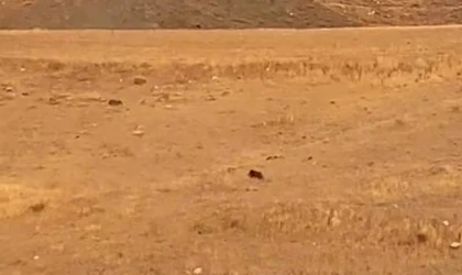 Elazığ'da Aç Kalan Domuz Köye İndi