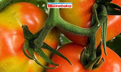 Bakanlık, Virüslü Tohumlar İçin Alarmda
