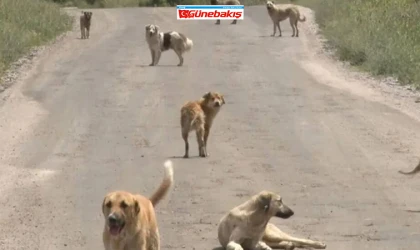 Sokak Köpekleri İçin 14 Günlük Denetim Başladı