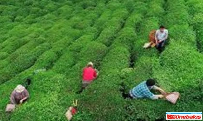 2025 Yaş Çay Alım Fiyatında %33 Artış