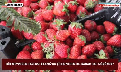 Bir Meyveden Fazlası: Elazığ'da Çilek Neden Bu Kadar İlgi Görüyor?