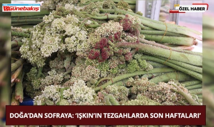 Doğa’dan Sofraya: ‘Işkın’ın Tezgahlarda Son Haftaları’