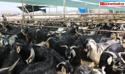 Elazığ Belediyesi, Kurban Satış ve Kesim Alanını Açıkladı