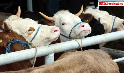 Pazarlarda Kurbanlık Telaşı Başladı