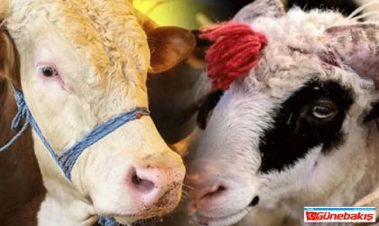 Üretici Zorda: Kurbanlık Fiyatları Artan Giderlere Yetişemedi