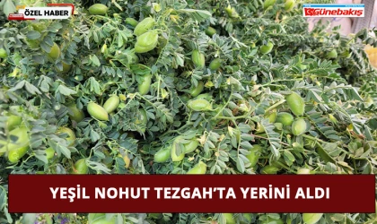 Yeşil Nohut Tezgah’ta Yerini Aldı