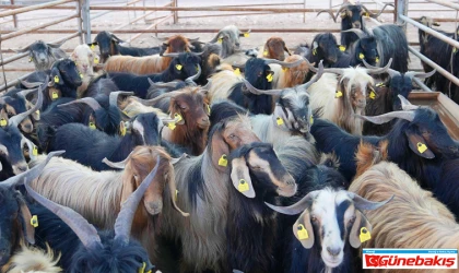 Elazığ Belediyesi Kurban Satış Ve Kesim Alanındaki Hazırlıklar Tamamlandı