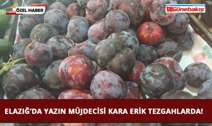 Elazığ’da Yazın Müjdecisi Kara Erik Tezgahlarda!