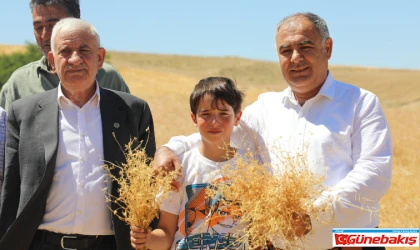 İlimizde Kırmızı Mercimek Hasadına Başlandı