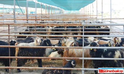 Kurban Satış ve Kesim Alanı Hizmete Hazır