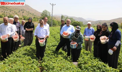 Maden’de Yerli ve Organik Çilek Hasadı Gerçekleştirildi