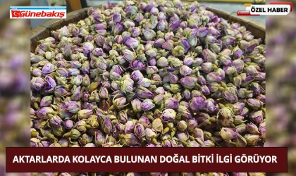 Aktarlarda Kolayca Bulunan Doğal Bitki İlgi Görüyor