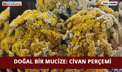 Doğal Bir Mucize: Civan Perçemi