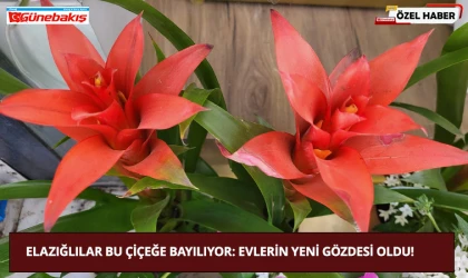 Elazığlılar Bu Çiçeğe Bayılıyor: Evlerin Yeni Gözdesi Oldu!