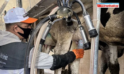 Fırat Üniversitesi’nden Dünya Çapında Bir İlk: Mastitis Artık Tarih Oluyor