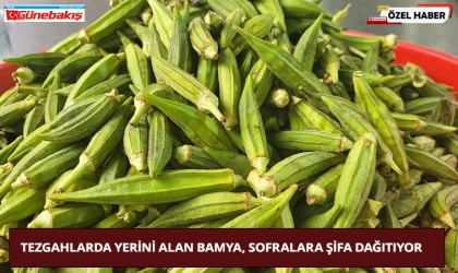 Tezgahlarda Yerini Alan Bamya, Sofralara Şifa Dağıtıyor